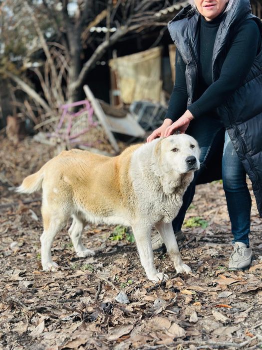 Алабай девочка. Ищет семью.