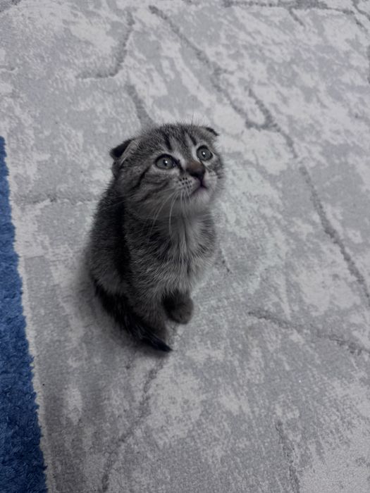 Котенок шотланский-вислоухий