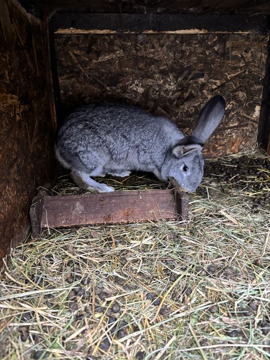 Urias german femela si mascul