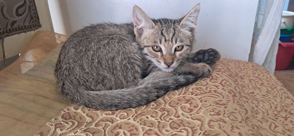 Котята бесплатно