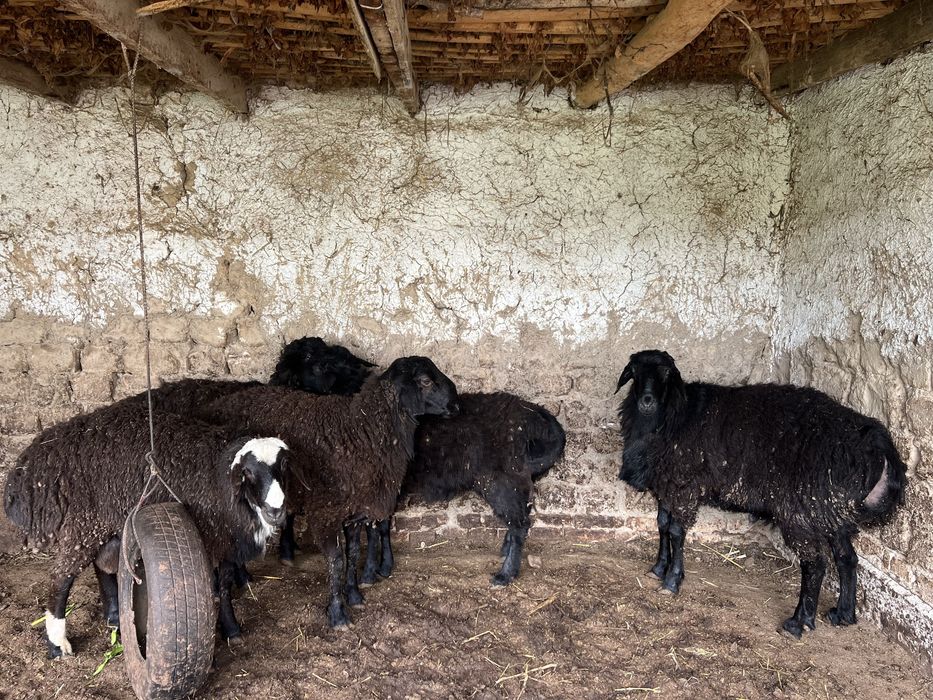 Xissori qo’ylar xonadonniki