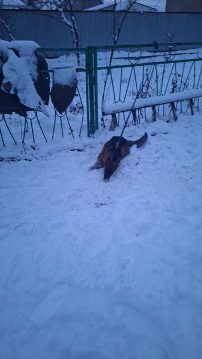 Немецкая овчарка щенок