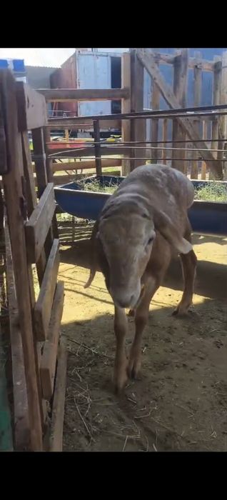 Кошкары на породу