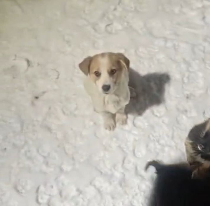 Щенки, добрые, будут небольшие