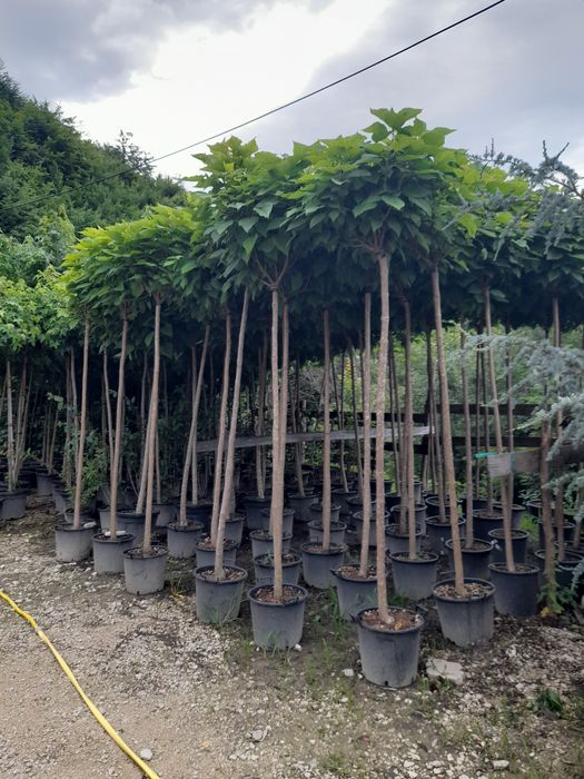 catalpa, pawlonia,mesteacăn,tei,