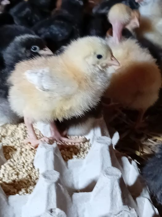 Vând puii la 7 zile