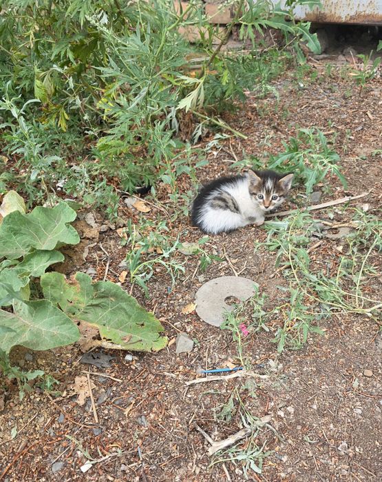 Отдам котят в хорошие руки
