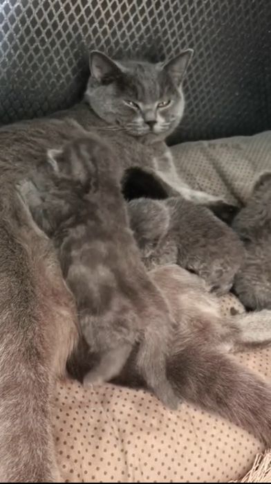 Котята британцы.