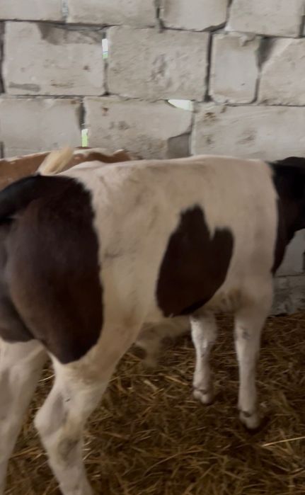 Vand tauras si femele de rasa bune
