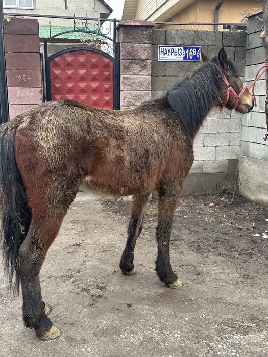 Кунан құнан жжеребчик лошадь донен дөнен