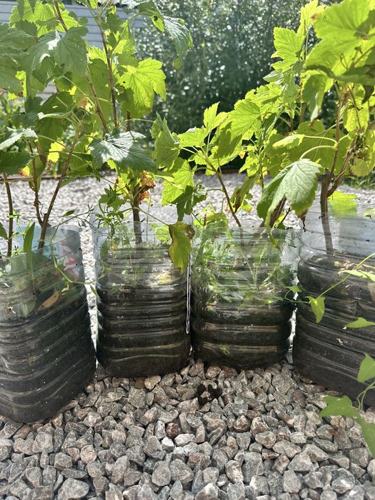 Саженцы чёрной смородины из питомника