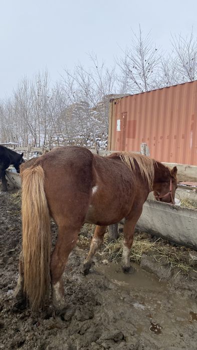 Соғым,ат,айғыр,жылқы,лошадь,откорым