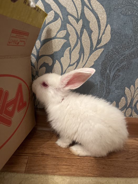 Ақ көжегім сатылады