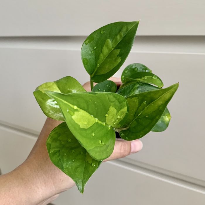 Эпипремнум! Сциндапсус! Комнатные цветы!