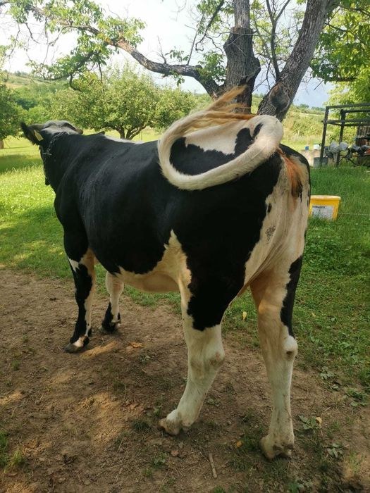 Vaca gestanta 8 luni la prima fatare