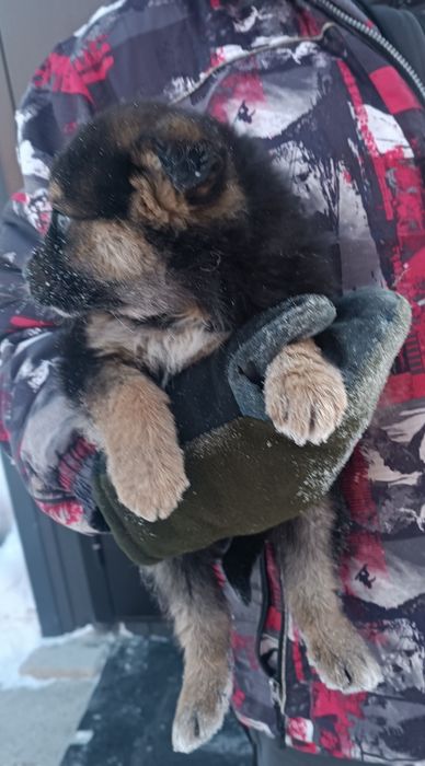 Щенки бесплатно в Костанае