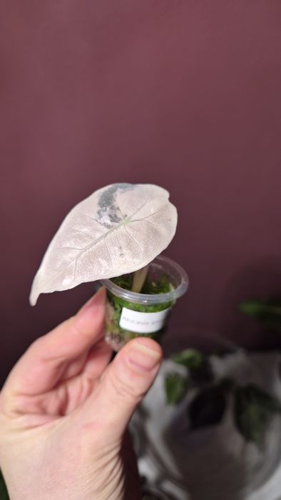 Алоказия ,Пинк амазоника Синуата итд