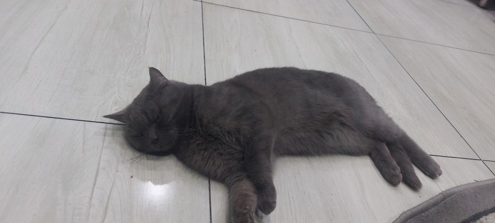 Продаётся кот мушук сотилади угил бола