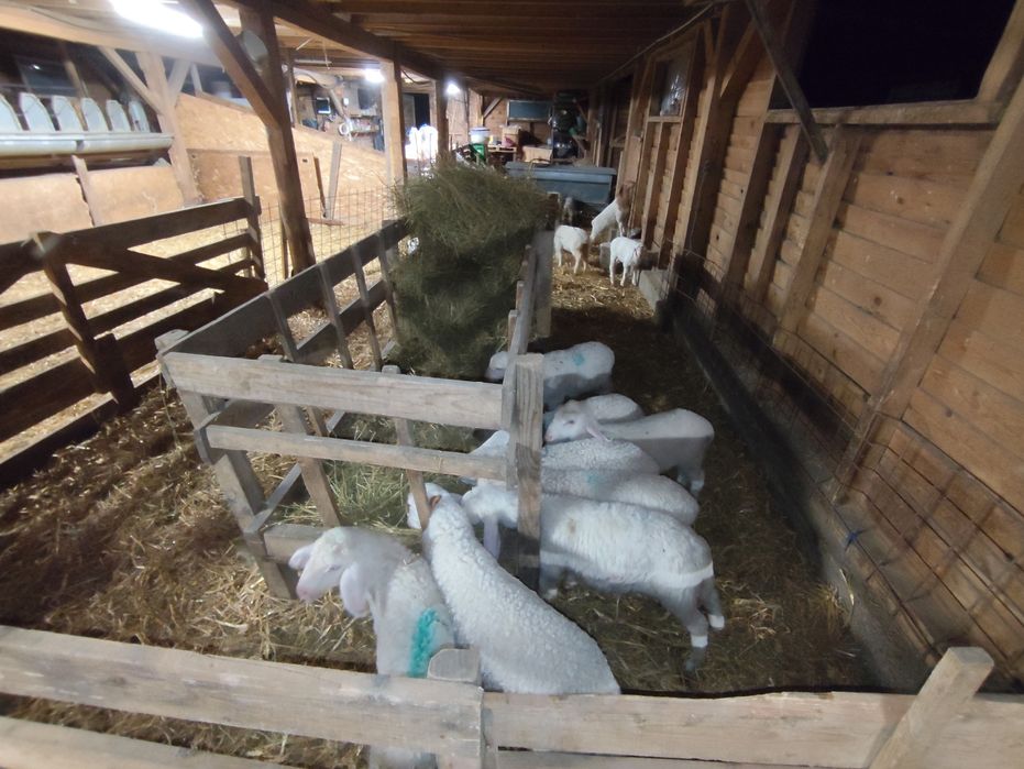 Vând miei de prăsilă rasa assaf (doar berbecuți)