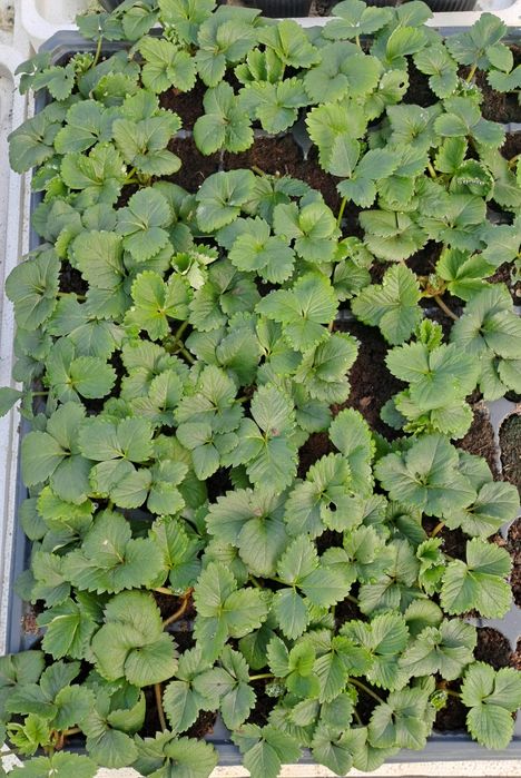 Разсад ягоди в разсадни табли