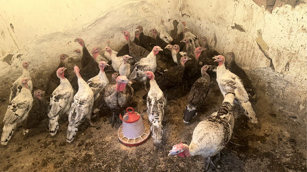 Gâşte rațe găini cocosi curci