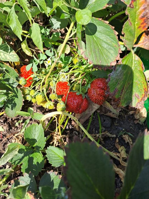 Клубника саженцы