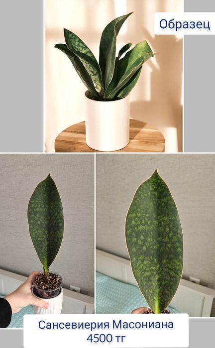 Сансевиерия суккуленты комнатные цветы