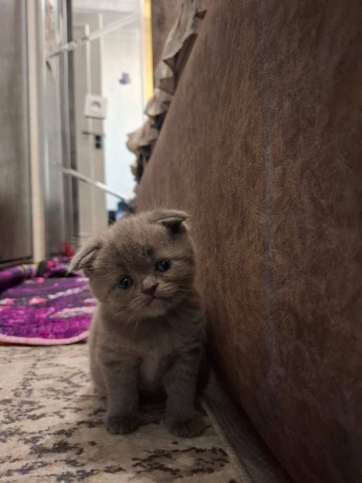 Продаются элитные котята 3 девочки 1 мальчик