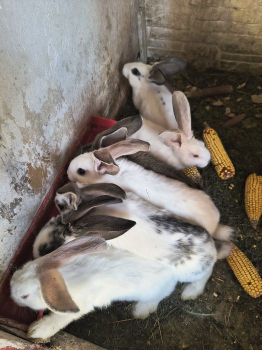 Iepuri de 7 saptamini foarte frumoși