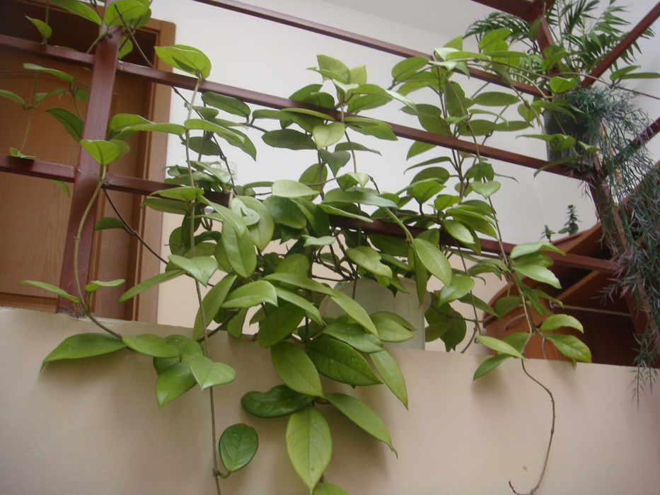 Sony Cyber-shot DSC-T200