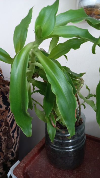 Кактус . золотой Ус.