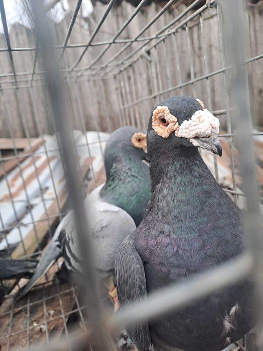 Porumbei Voiajor stil vechi