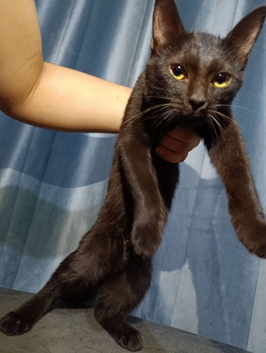 Отдаю даром котят в добрые руки!!