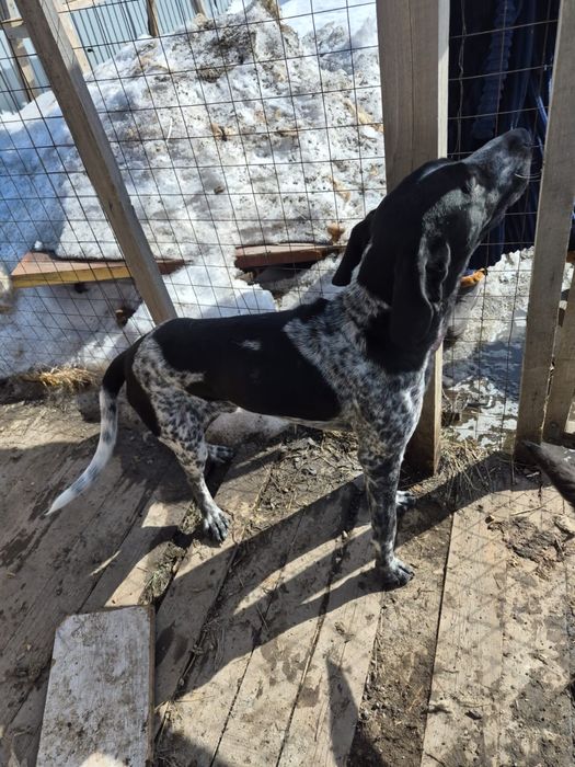 Курцхаар умный собака