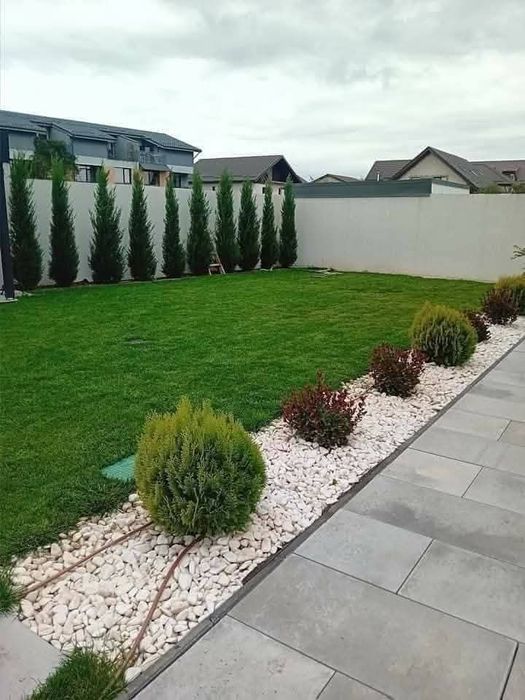 Tuia thuja smaragd diferite dimensiuni aclimatizate