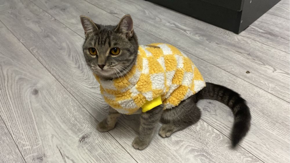Вязка нам нужен жених