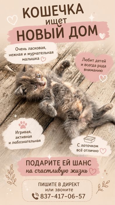 Отдам котят в добрые руки