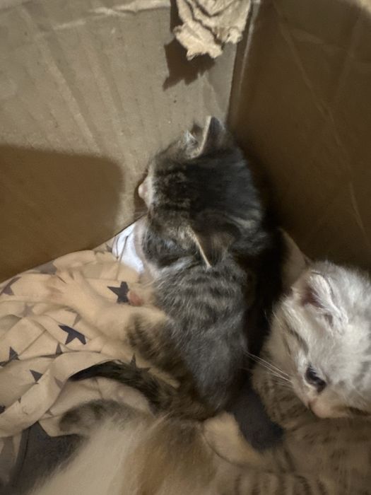Кошка ищет семью