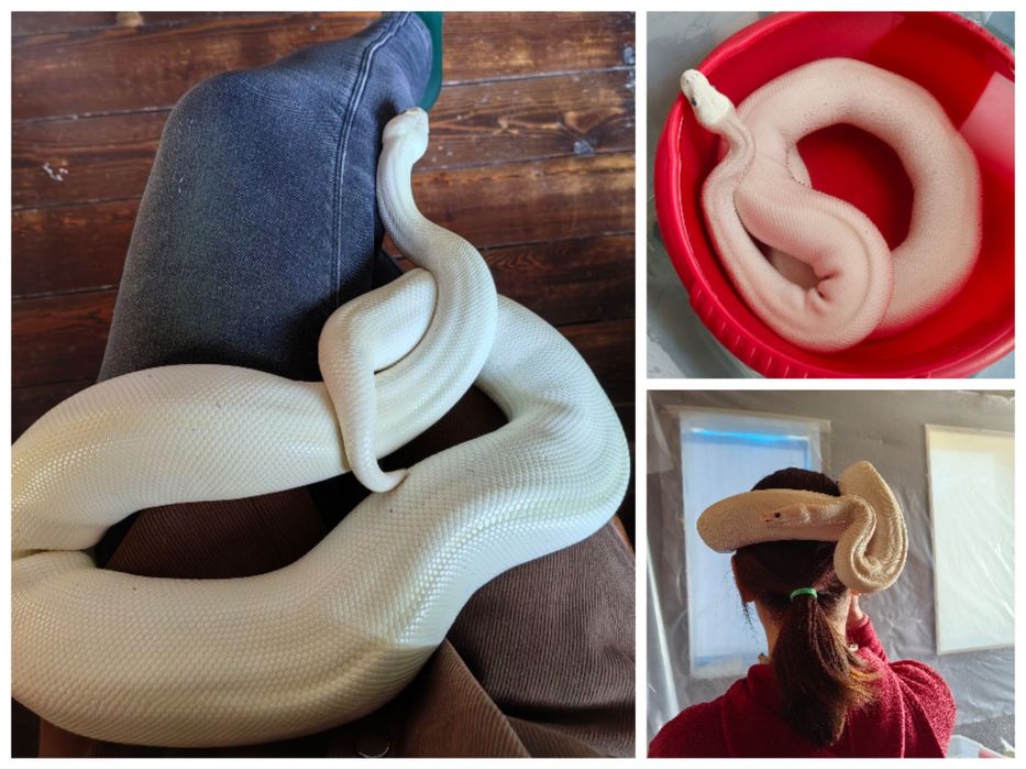 Аренда змеи для фото, видео и мероприятий!