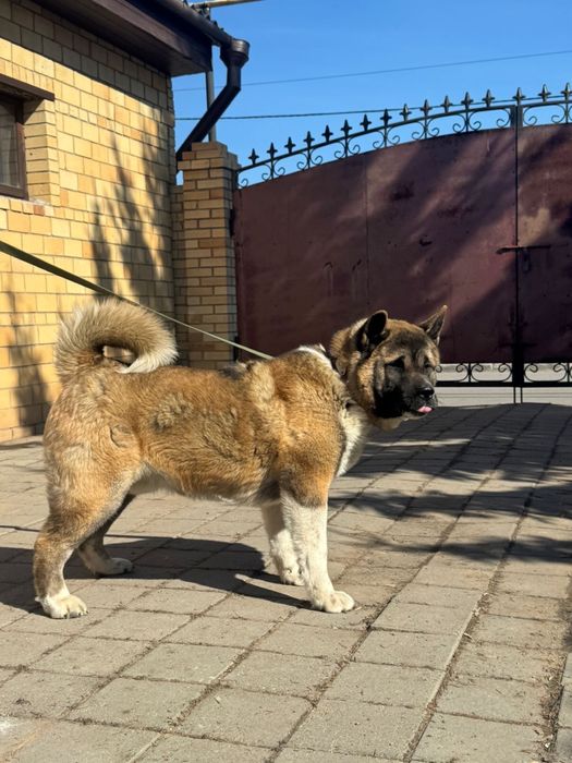 Американская акита