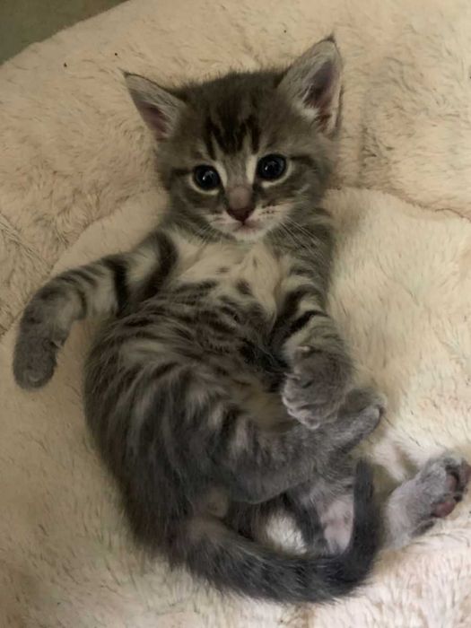 Котята в добрые руки, отдаю