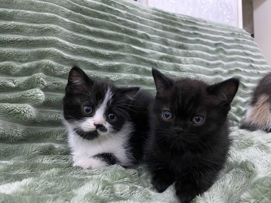 Продаётся кошки 1,5 месяц