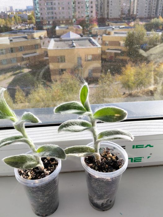 Продам суккуленты