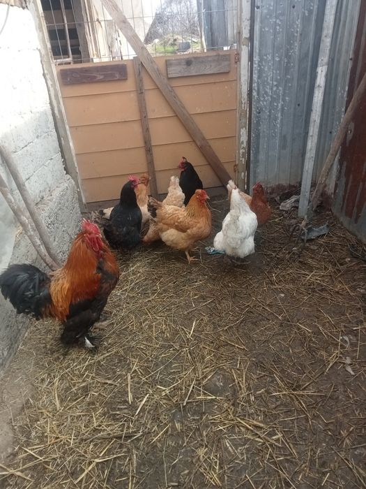 Vând găini și rațe șapte găini și un cocoș și cinci rațe și doi rățoi