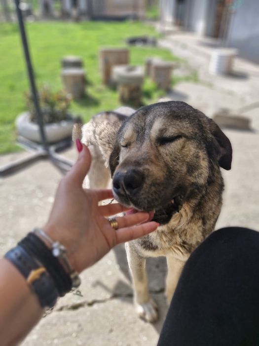 Donez câine Kangal Metis