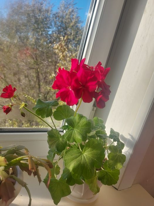 Герань  Комнатные растения