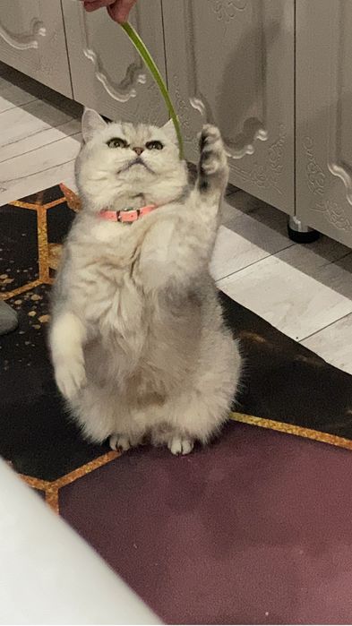 Отдам в добрые руки кошку