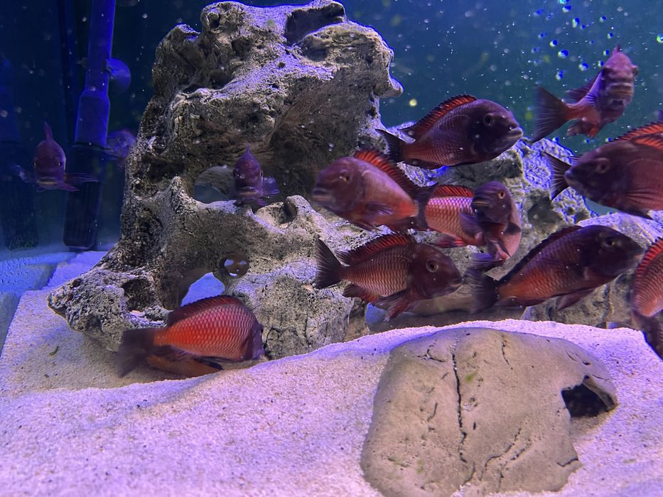 Ciclide Africane Tropheus Kalambwe Red