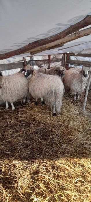 Berbecut de vanzare!!!