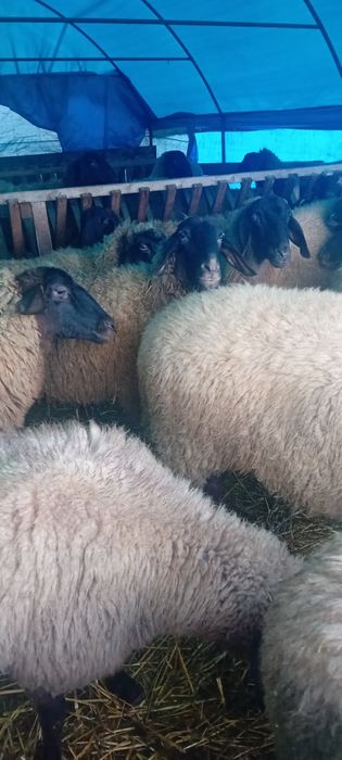 Vând 30 de oi carabase